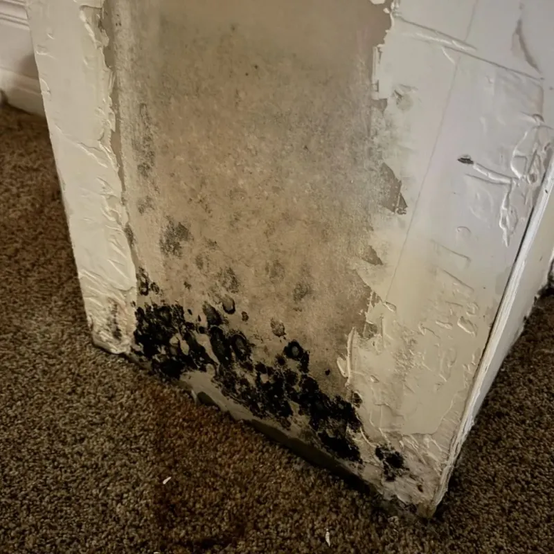 Professional Mold Removal in Bloomington, TX